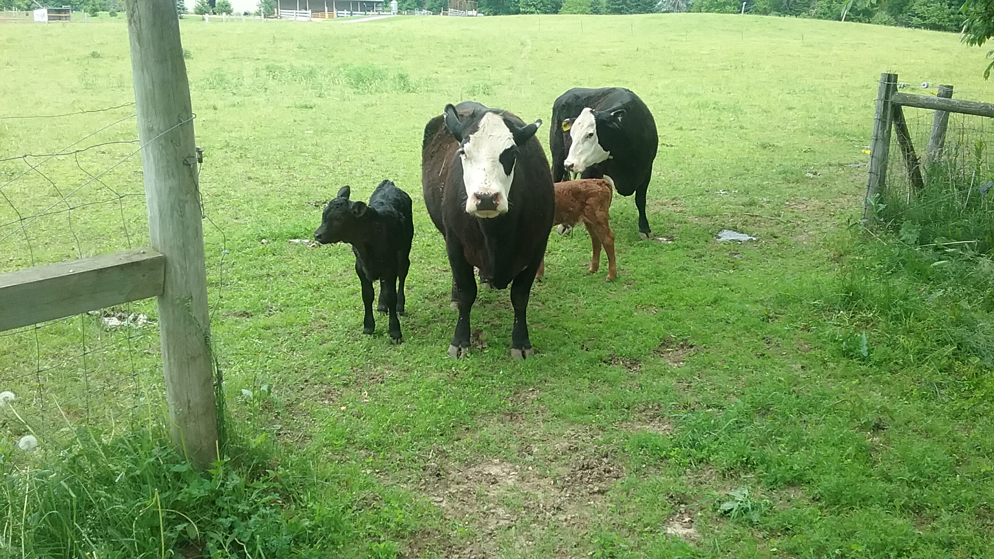 Wisconsin Ranch Cows High Stakes Cattle Ranch – Organic beef raised in Stoughton, WI